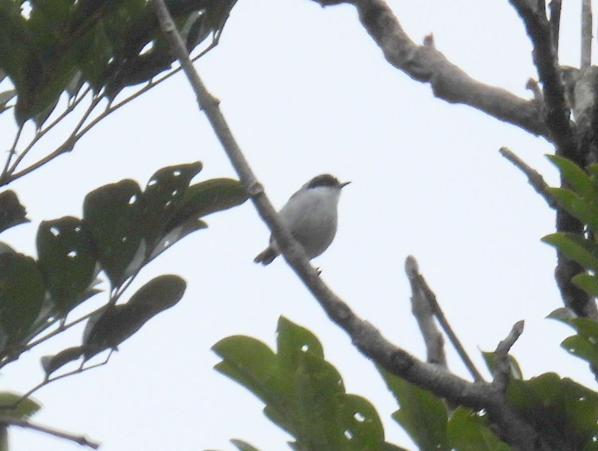 Tropical Gnatcatcher (plumbea) - ML616062624