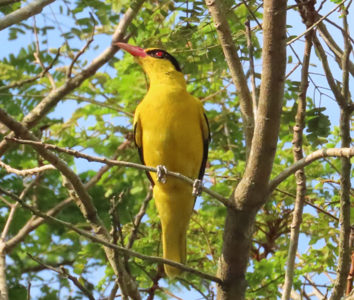 Black-naped Oriole - ML616062632