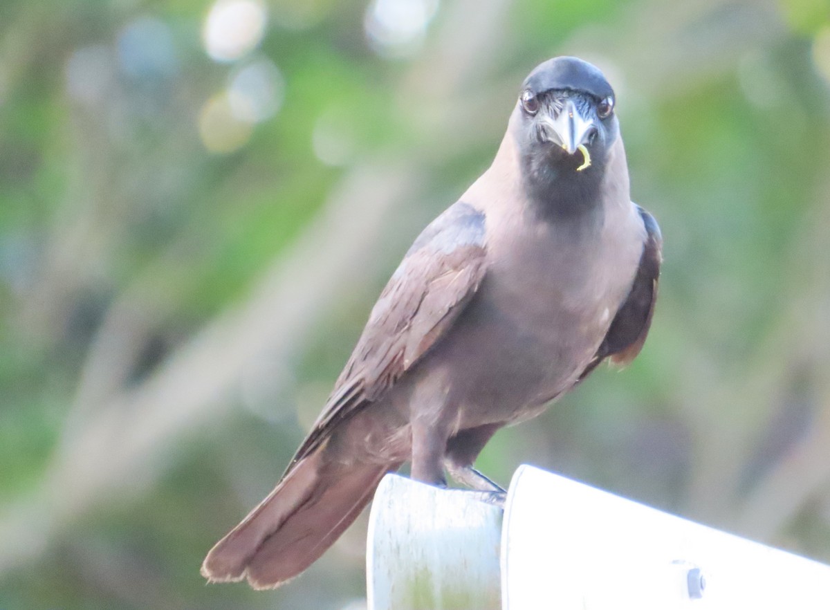 House Crow - Anonymous