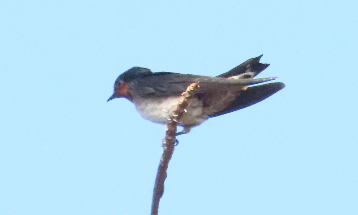 Pacific Swallow - ML616062646