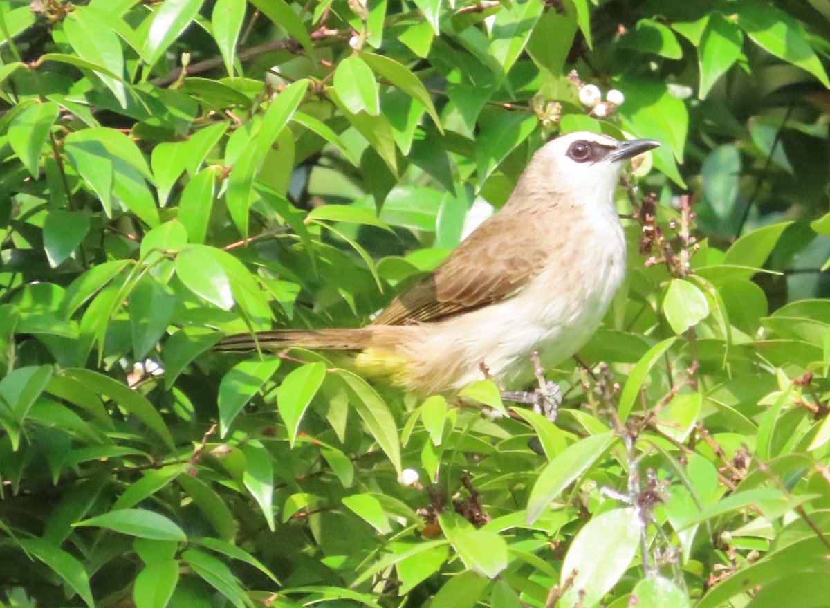 Yellow-vented Bulbul - ML616062647