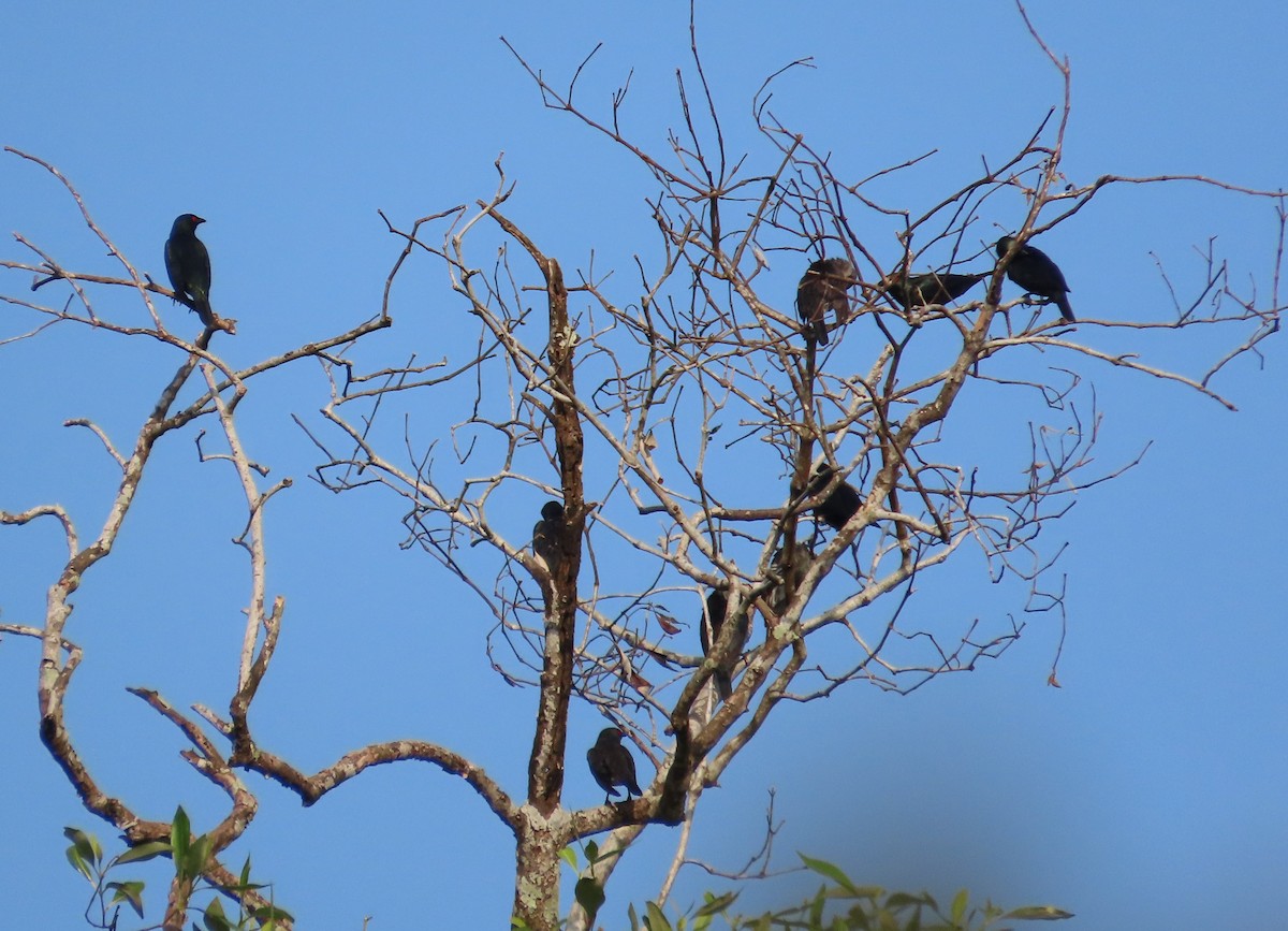 Asian Glossy Starling - ML616062648