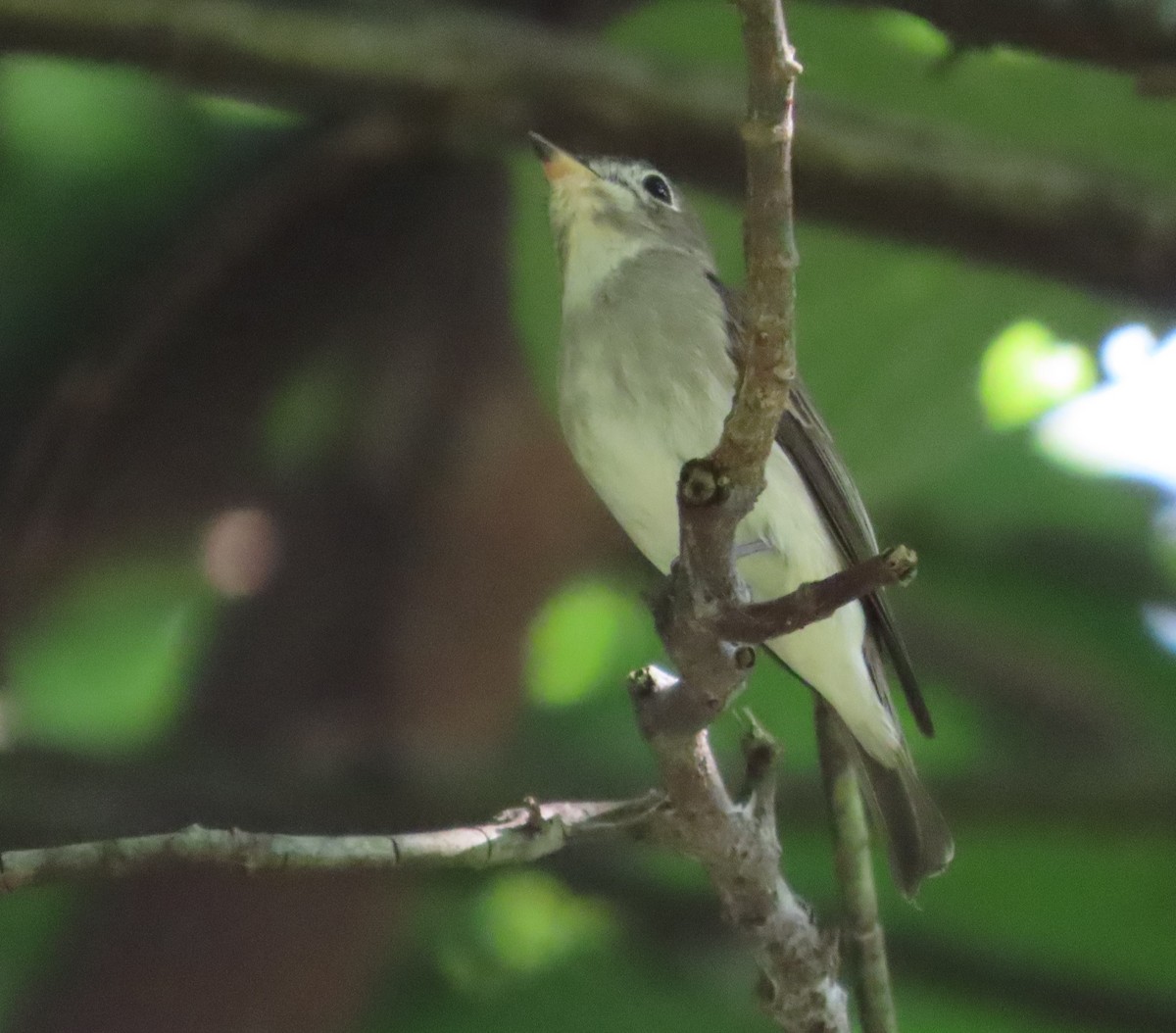 Asian Brown Flycatcher - Anonymous