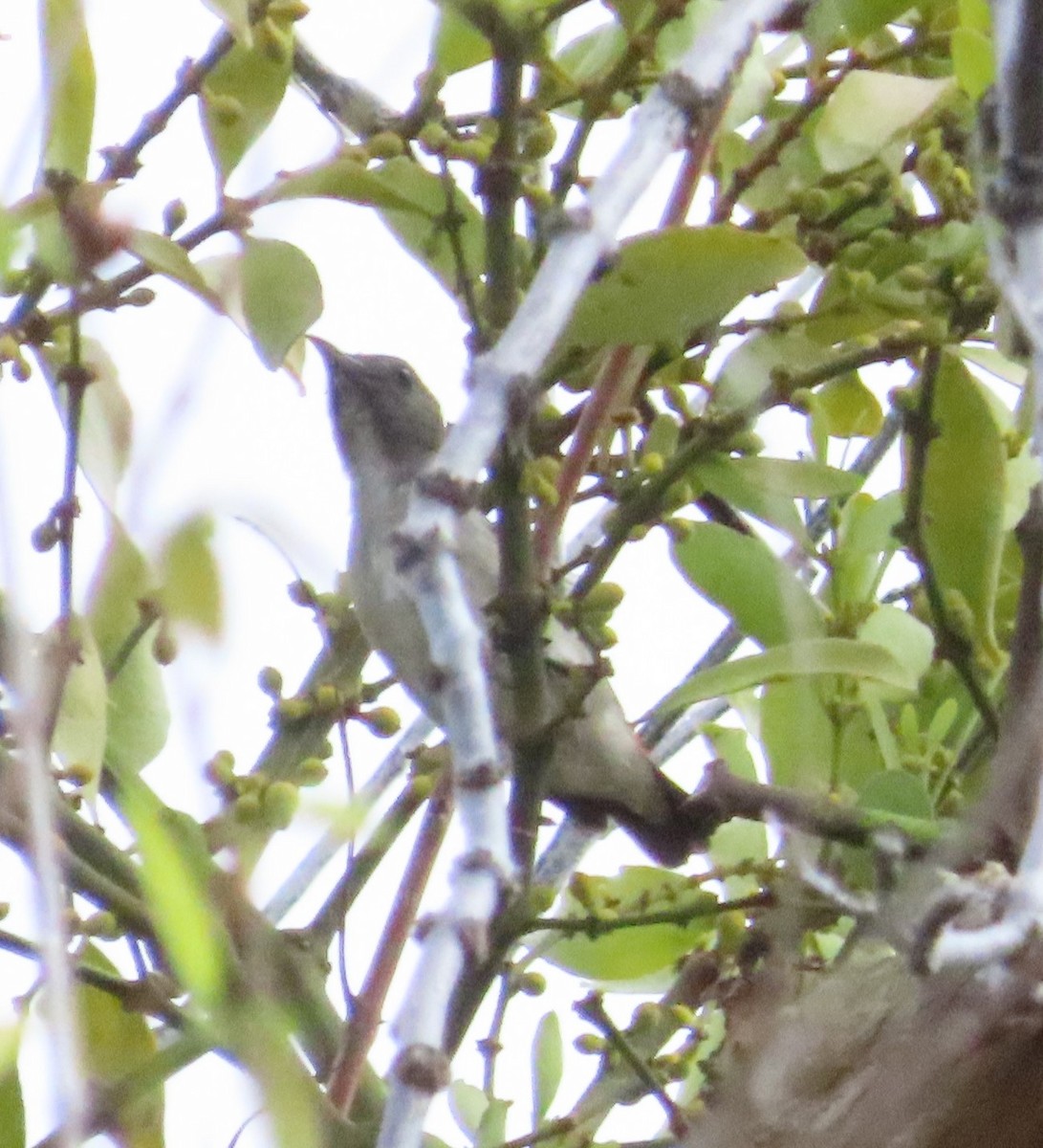 Scarlet-backed Flowerpecker - ML616062671