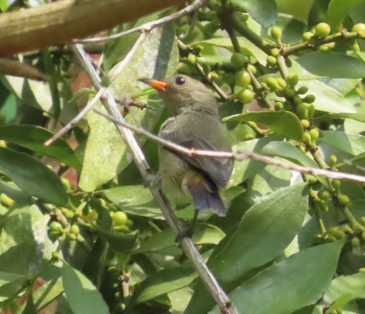 Scarlet-backed Flowerpecker - ML616062672