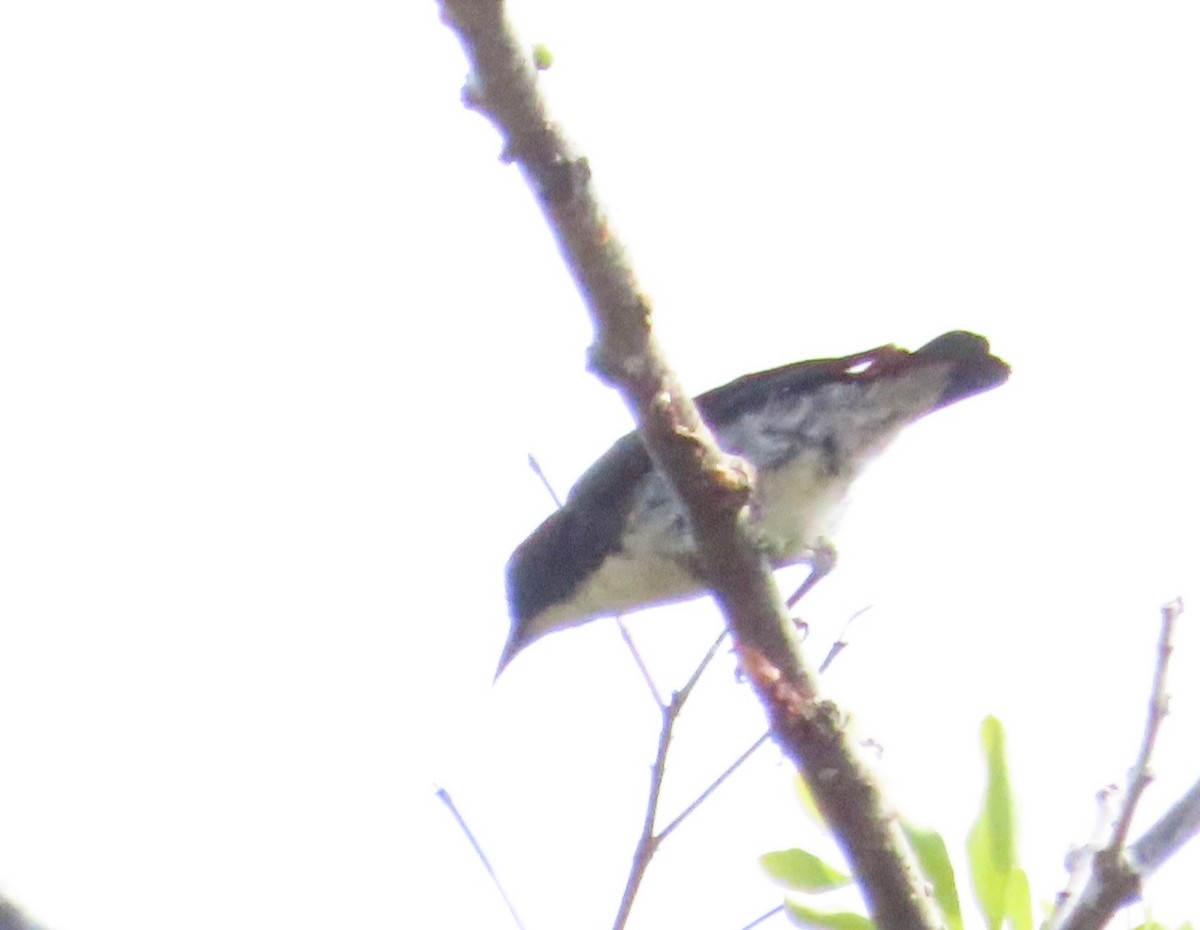 Scarlet-backed Flowerpecker - ML616062673