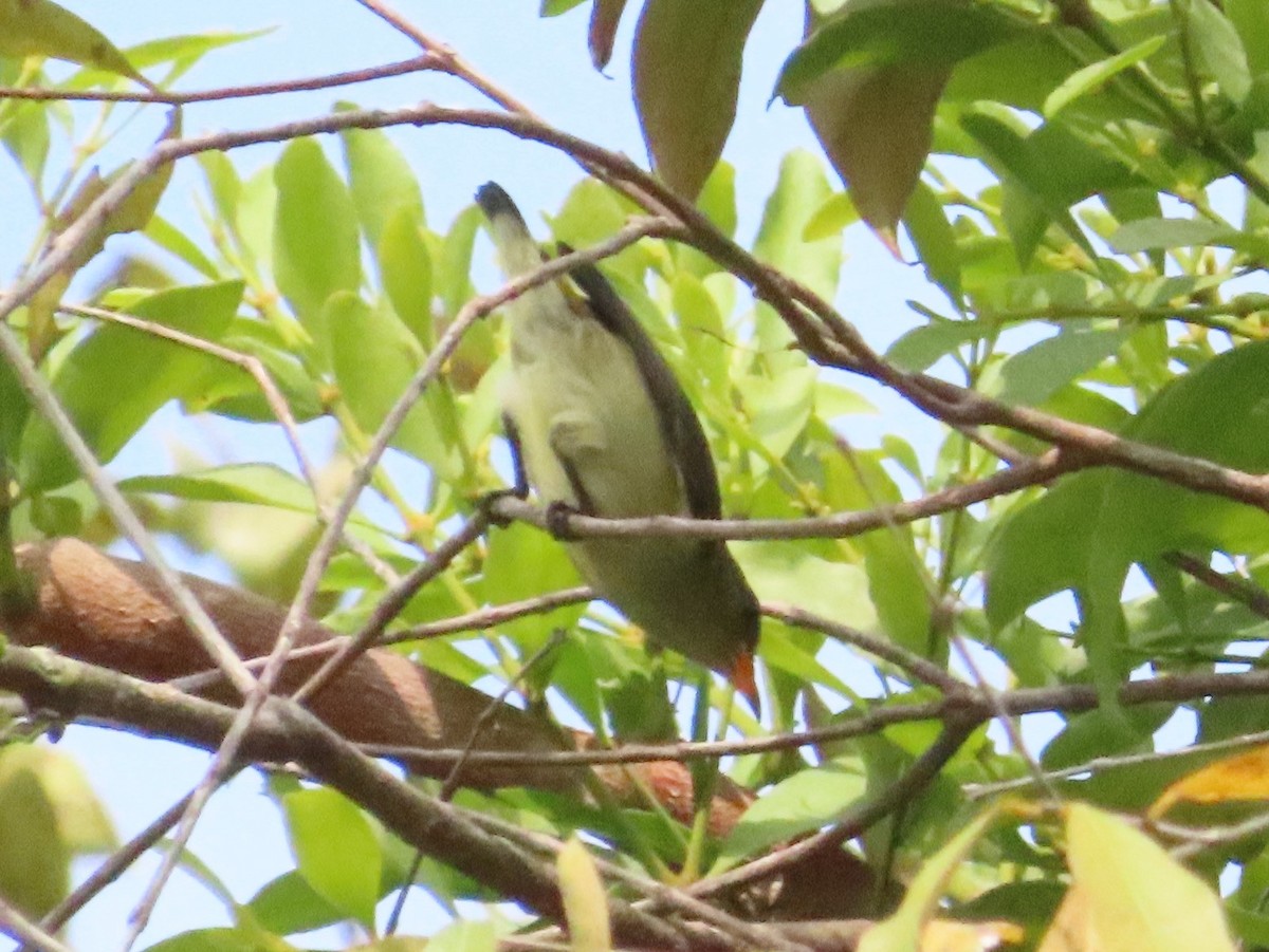 Scarlet-backed Flowerpecker - ML616062674