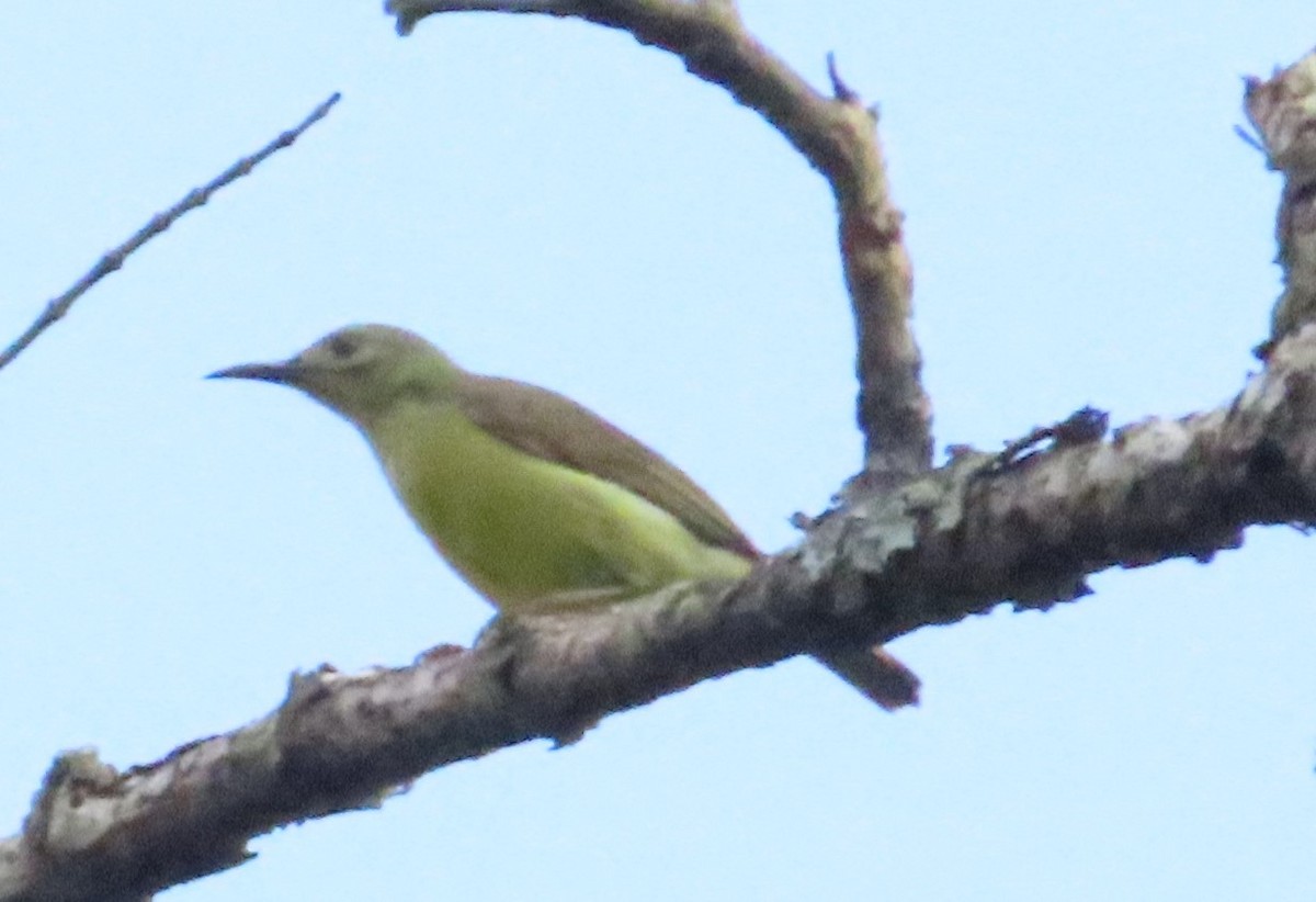 Brown-throated Sunbird - ML616062676