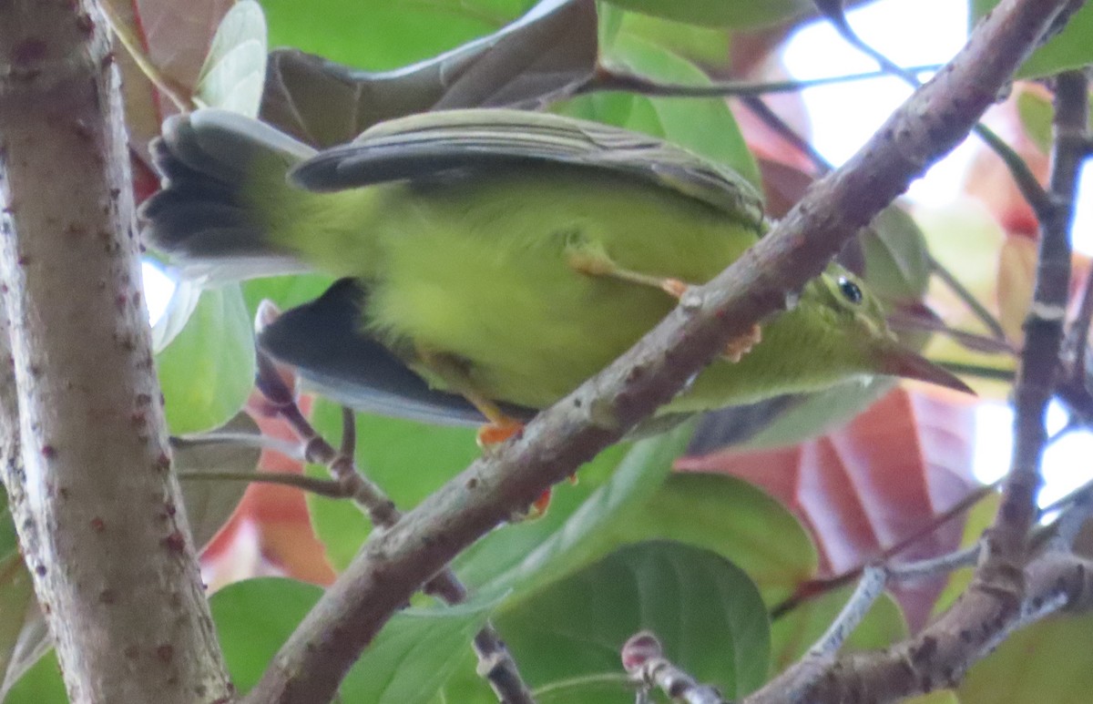 Brown-throated Sunbird - ML616062677