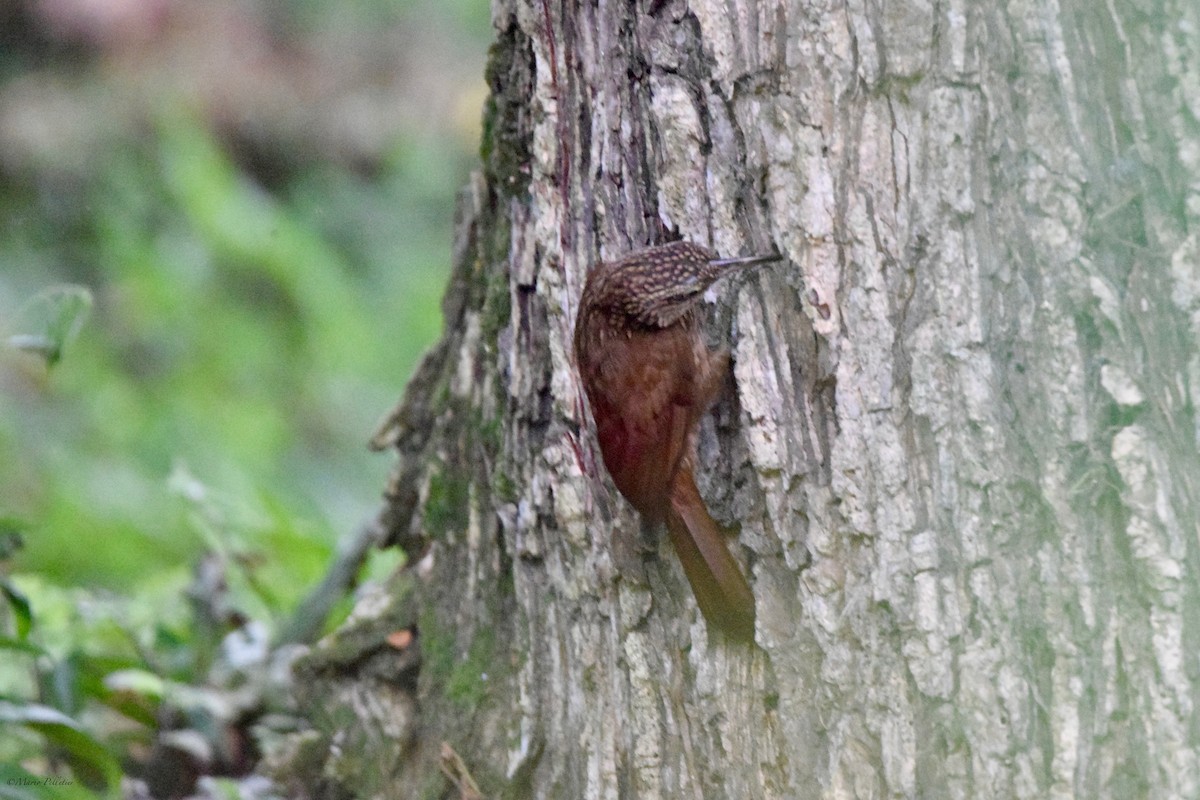 Cocoa Woodcreeper - Mario Pelletier