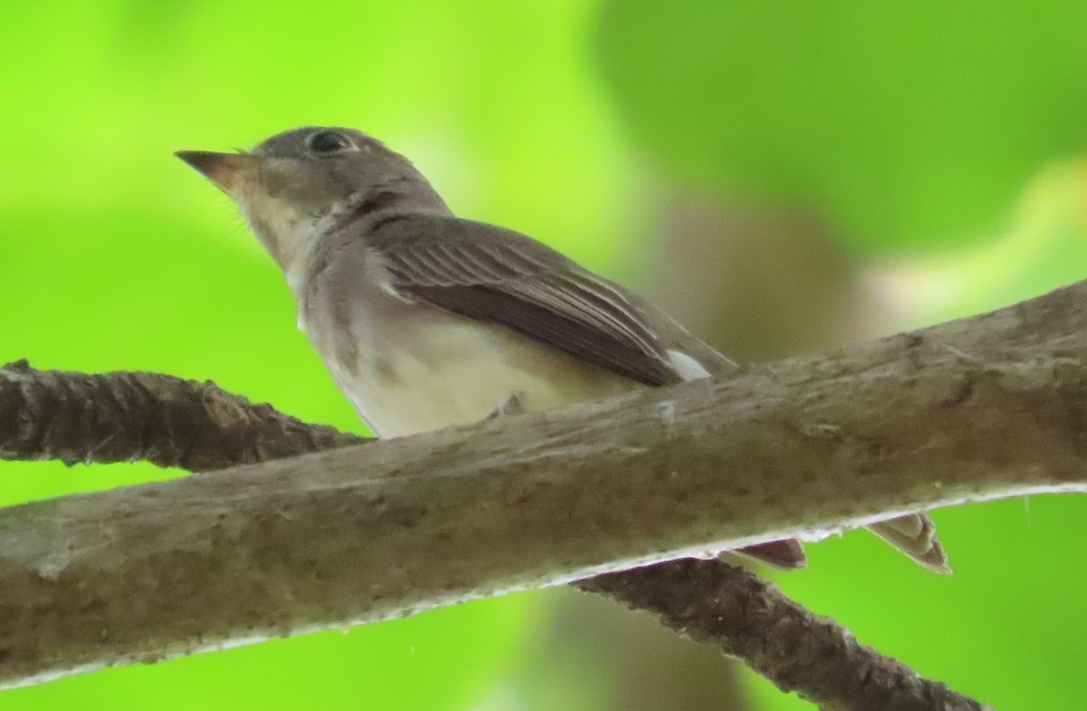 Asian Brown Flycatcher - Anonymous