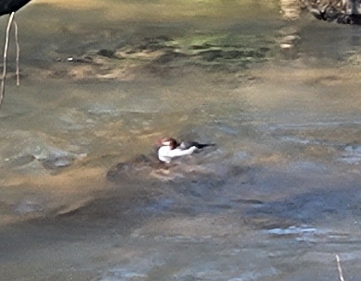 Common Merganser - ML616062695