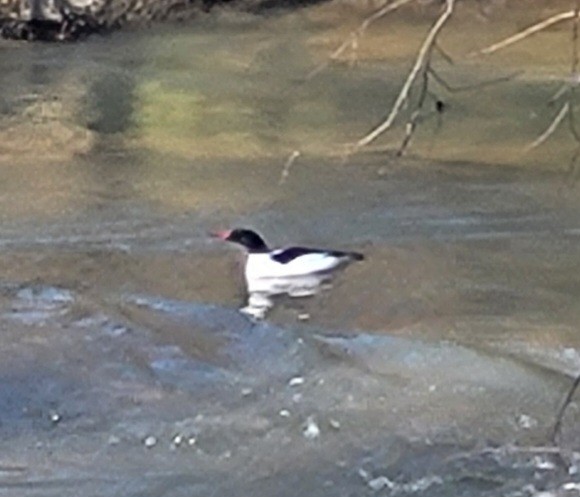 Хумхин бохио - ML616062696