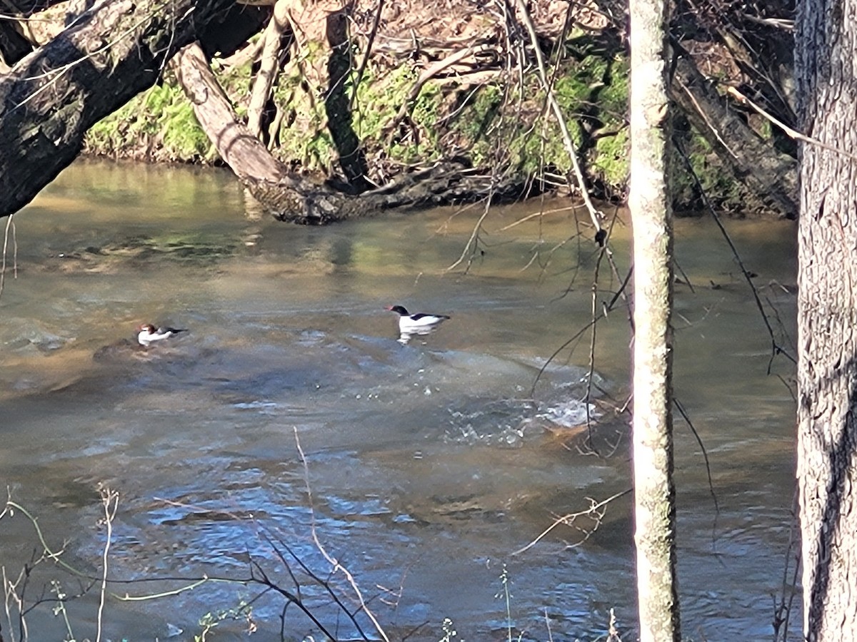 Common Merganser - ML616062697