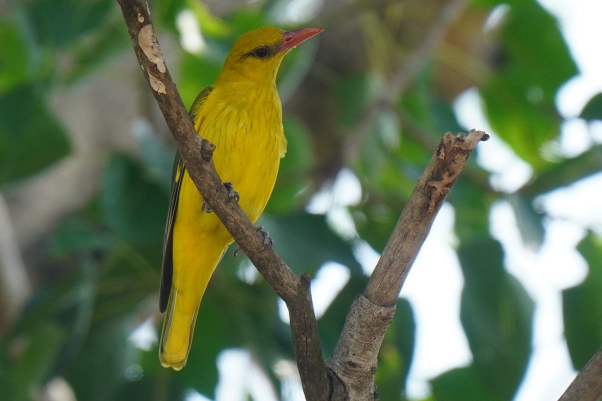 Indian Golden Oriole - Sundar Muruganandhan