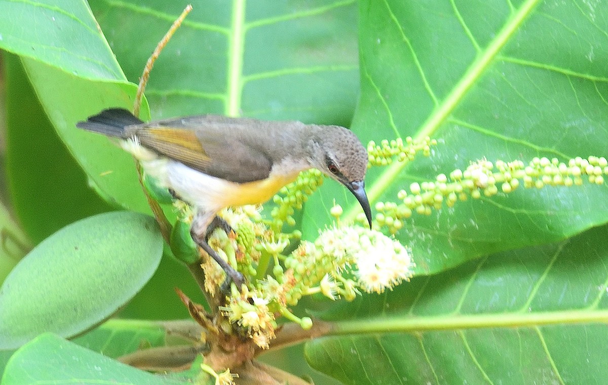 Purple-rumped Sunbird - Kiron Vijay