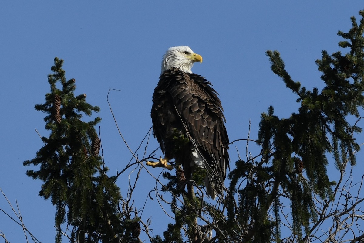 Bald Eagle - ML616062730