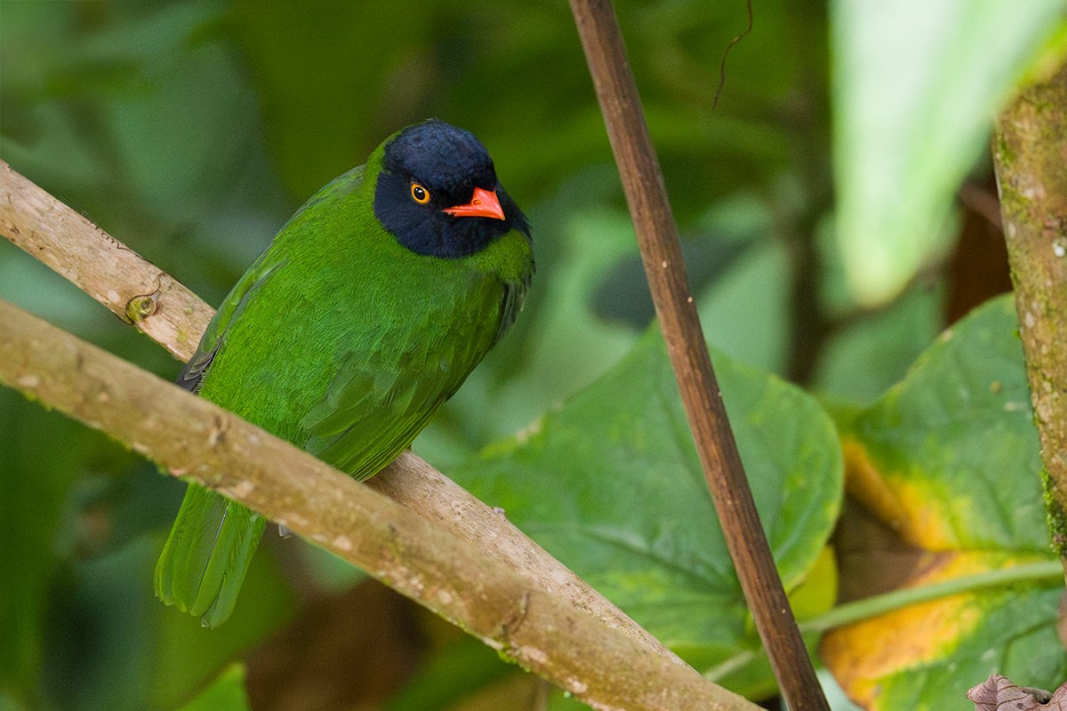 Cotinga de Lubomirsk - ML616062798