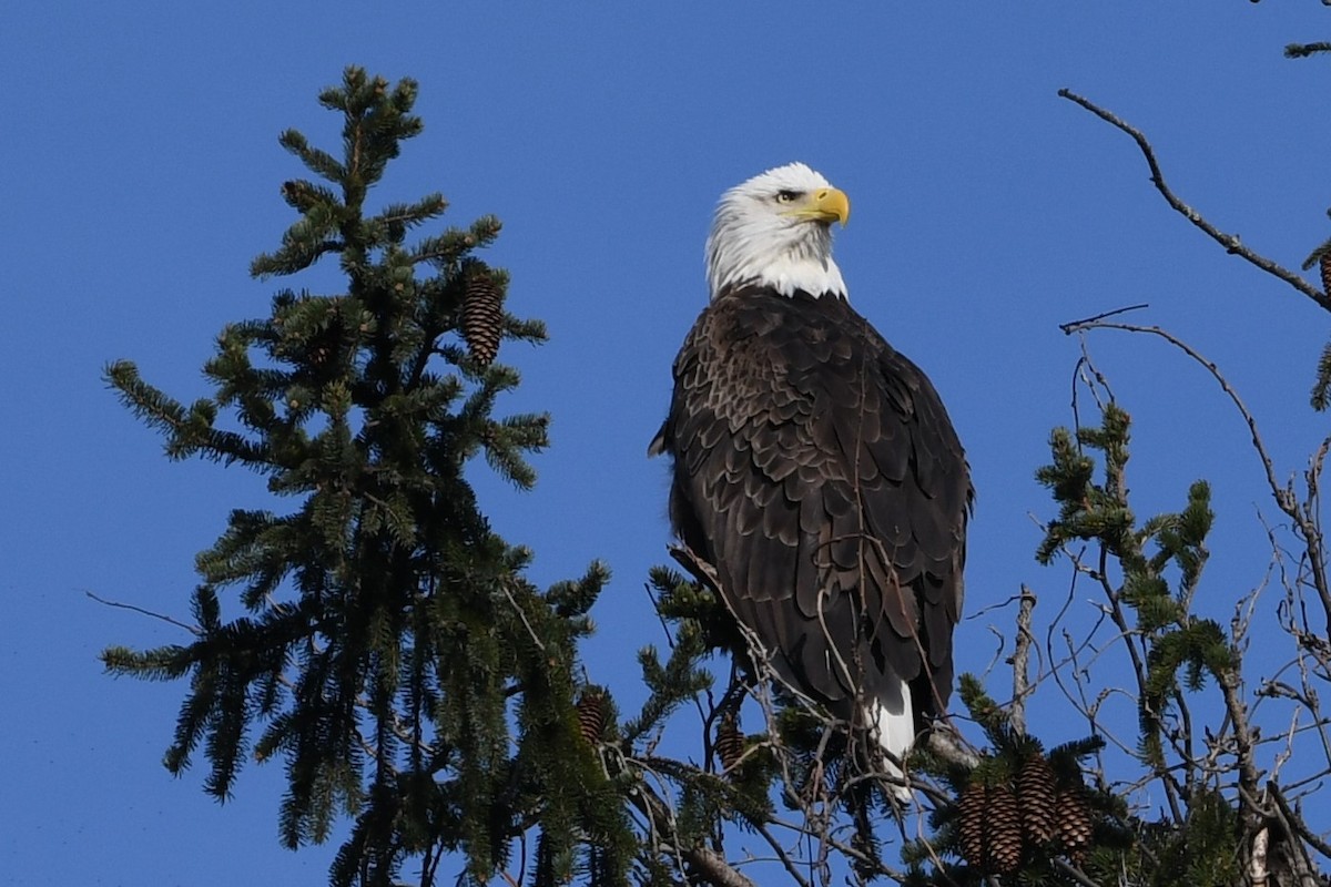Bald Eagle - ML616062808