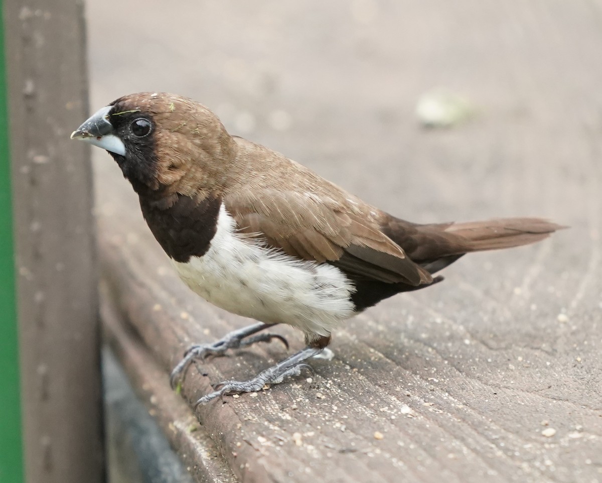 Javan Munia - Keng Keok Neo