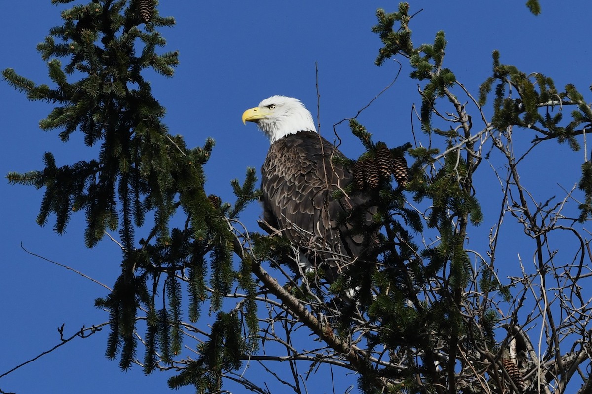 Bald Eagle - ML616062872