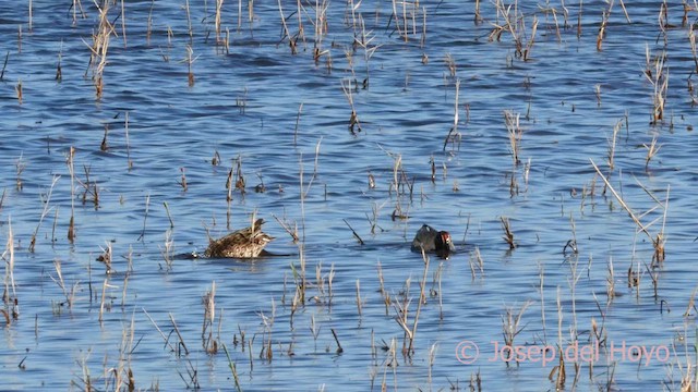 Green-winged Teal (Eurasian) - ML616062914