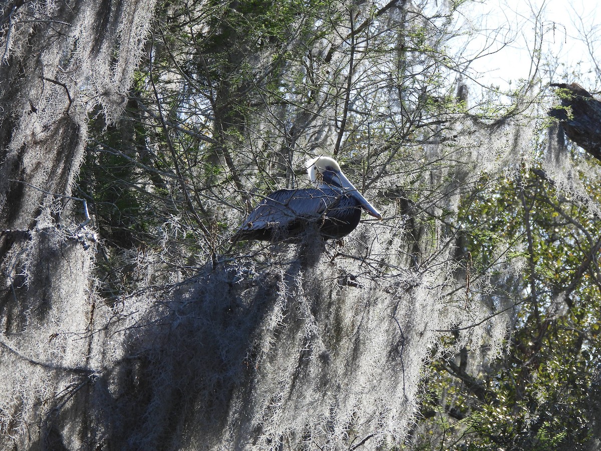 Brown Pelican - Marybeth Lima