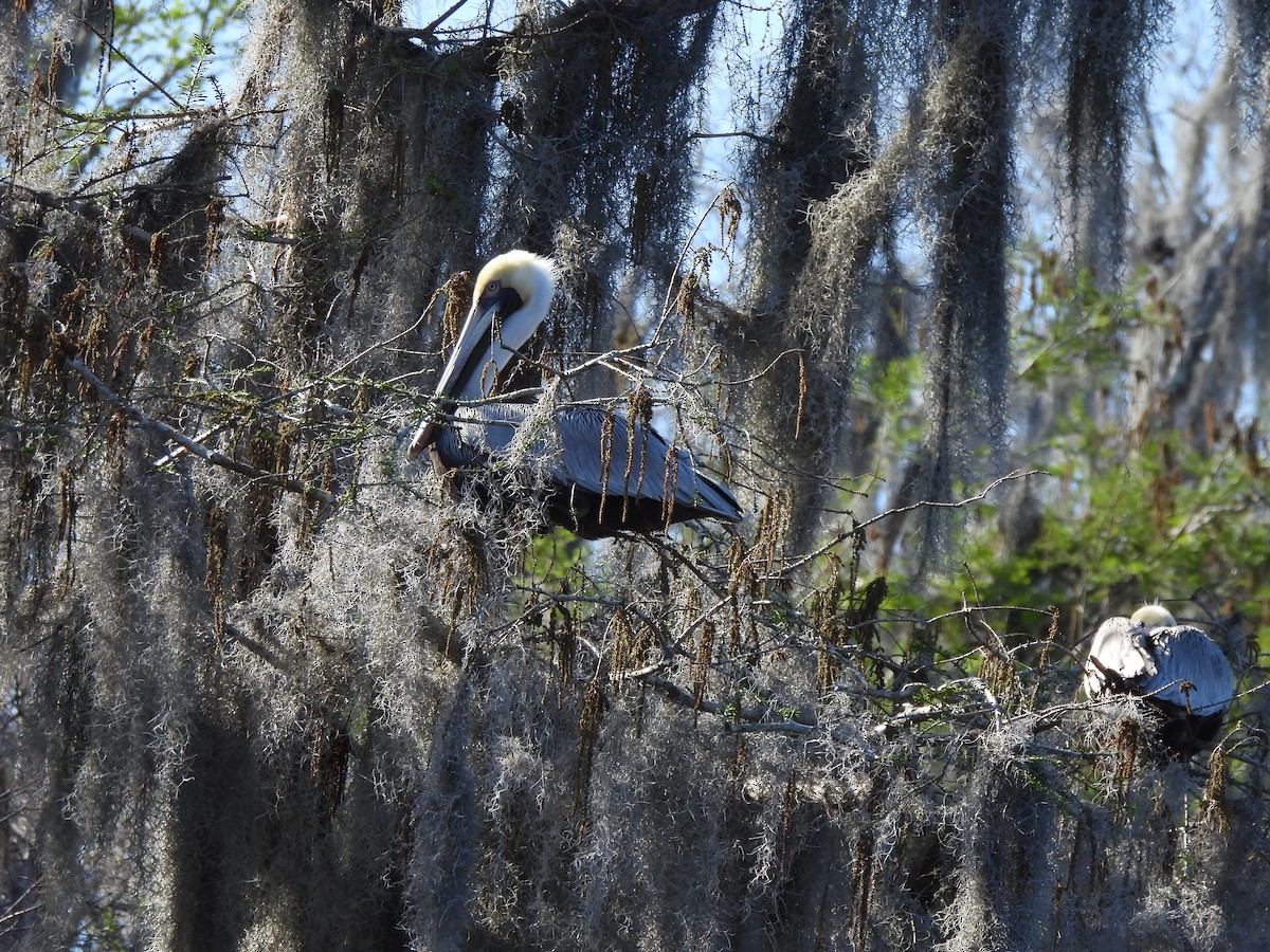 Brown Pelican - Marybeth Lima