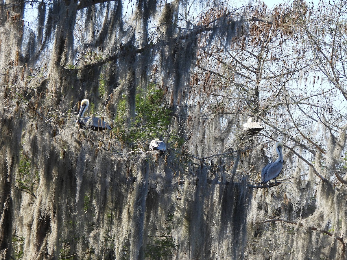 Brown Pelican - Marybeth Lima