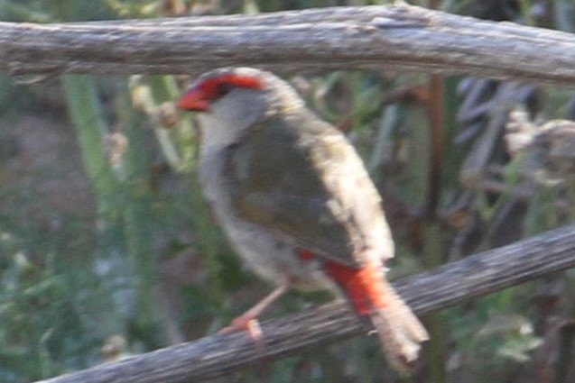 Red-browed Firetail - ML616063119