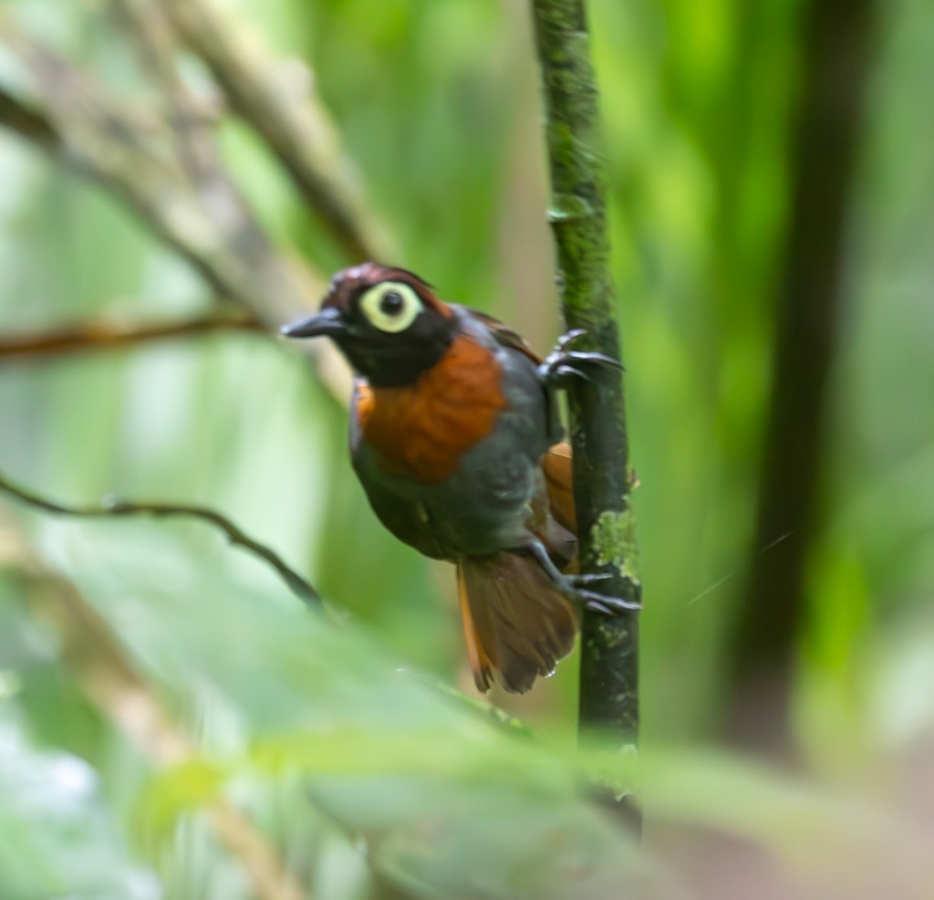 Harlequin Antbird - ML616063132