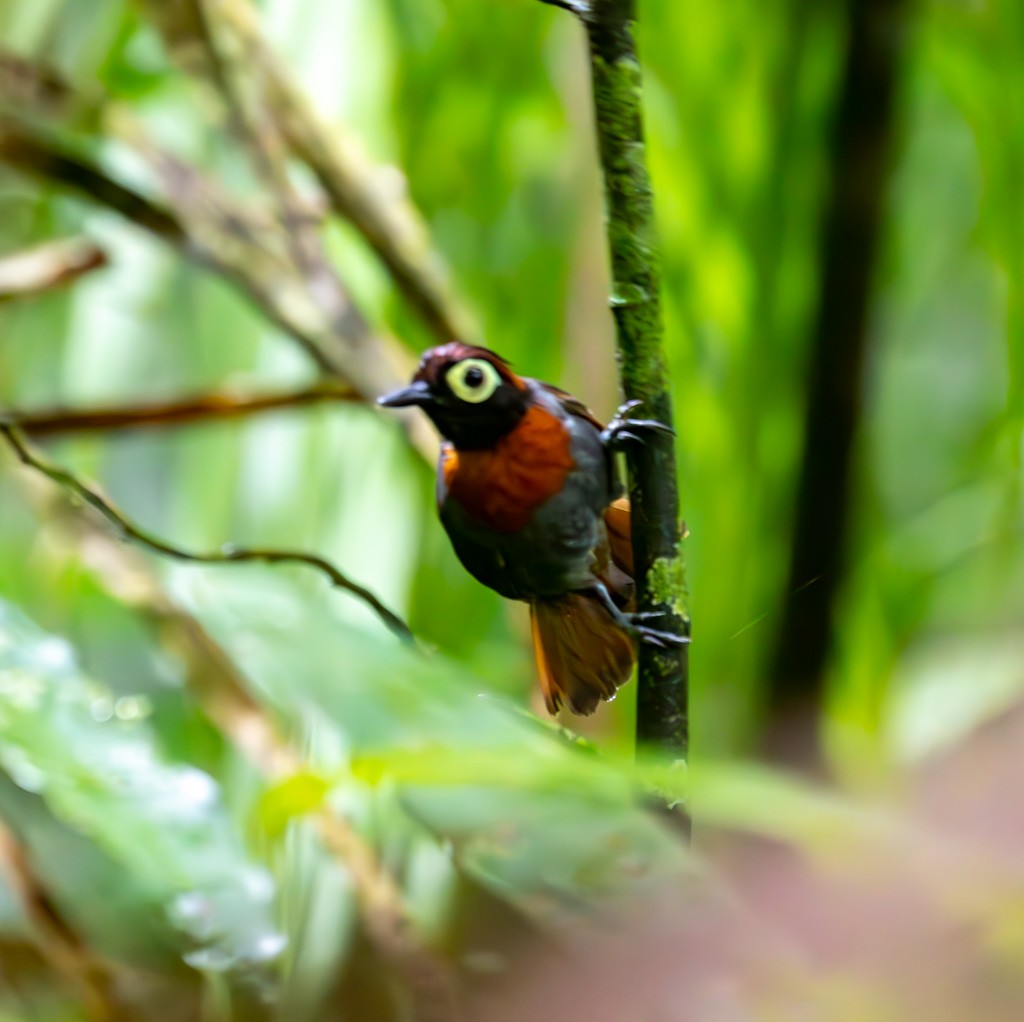 Harlequin Antbird - ML616063135