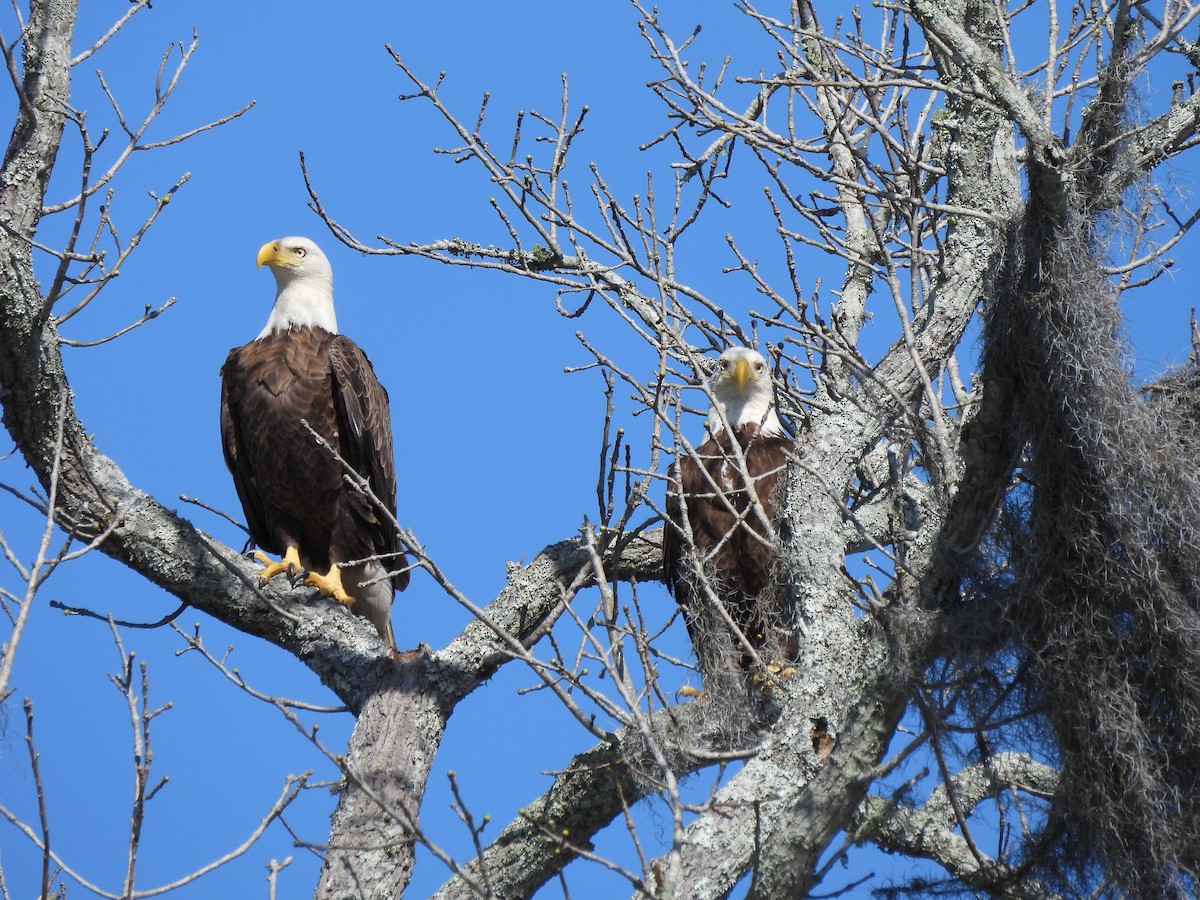 Bald Eagle - Marybeth Lima