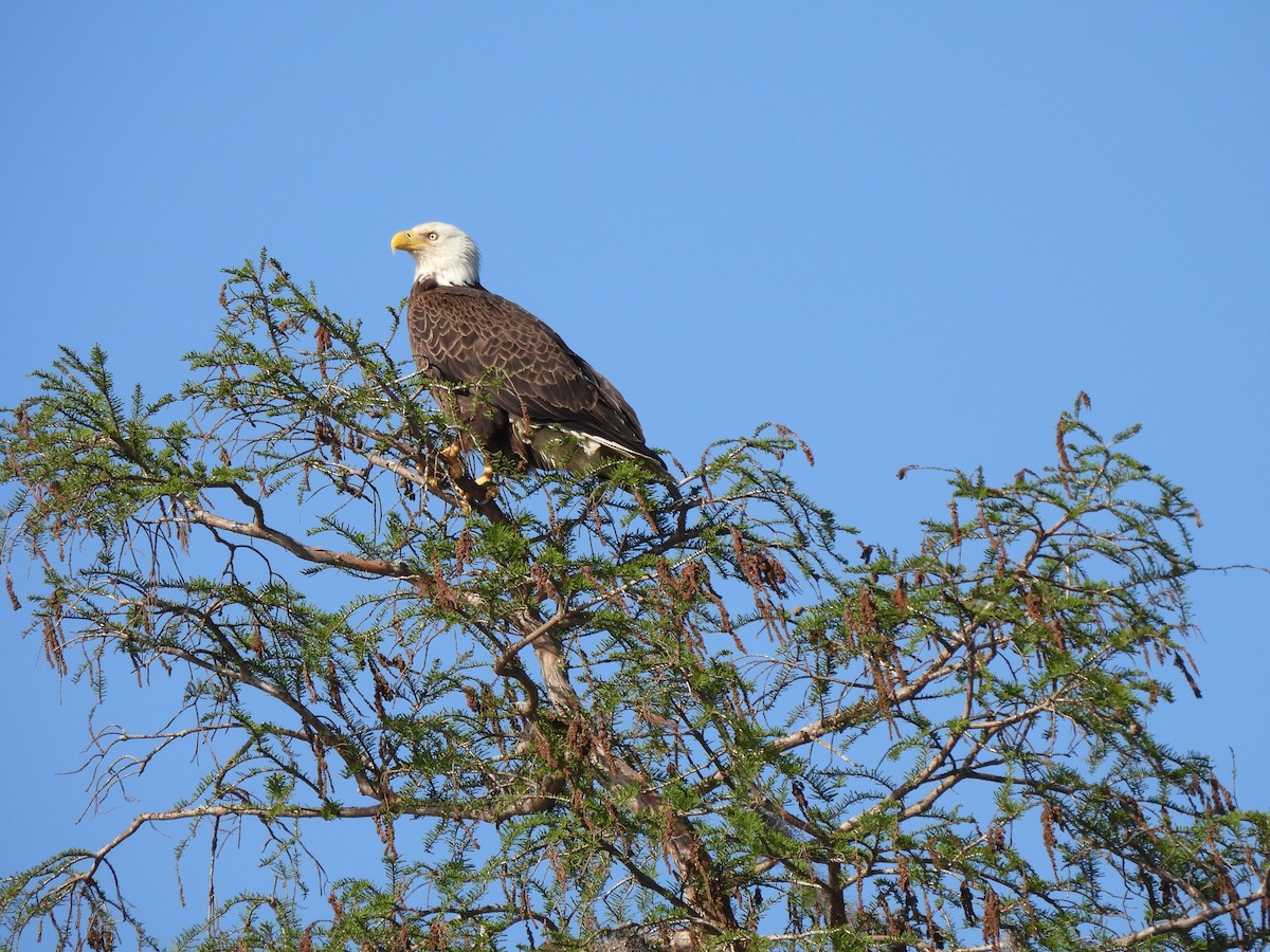 Bald Eagle - Marybeth Lima