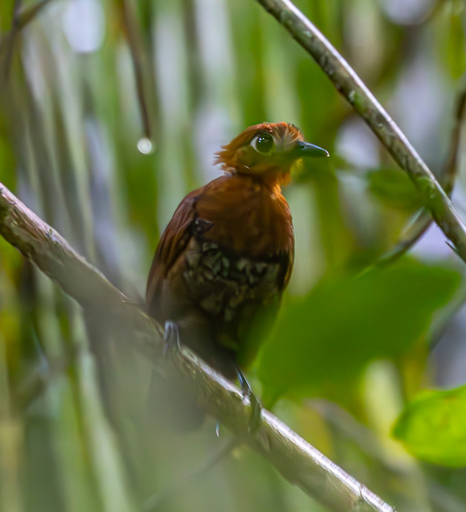 Weißstirn-Ameisenvogel - ML616063150