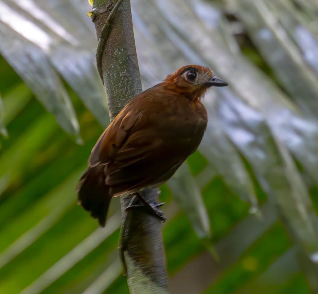 Weißstirn-Ameisenvogel - ML616063151