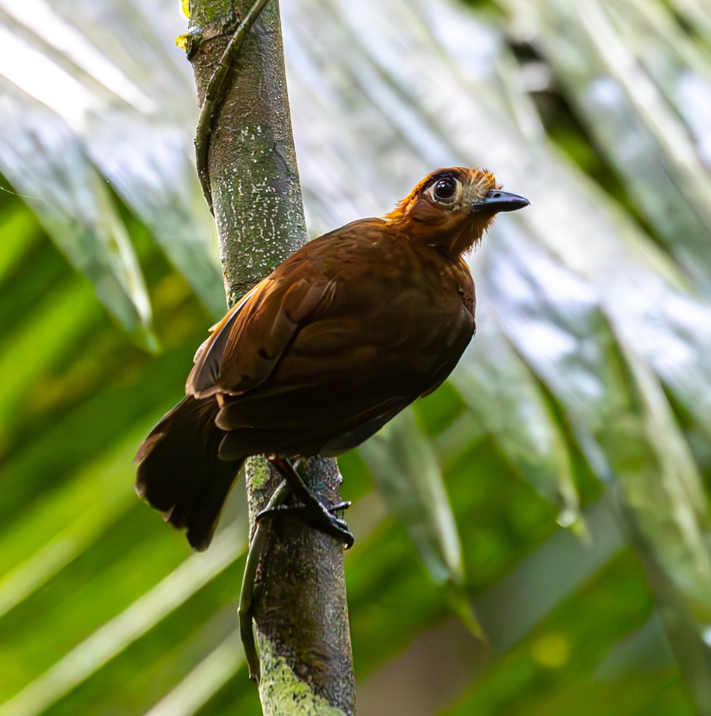 Weißstirn-Ameisenvogel - ML616063152