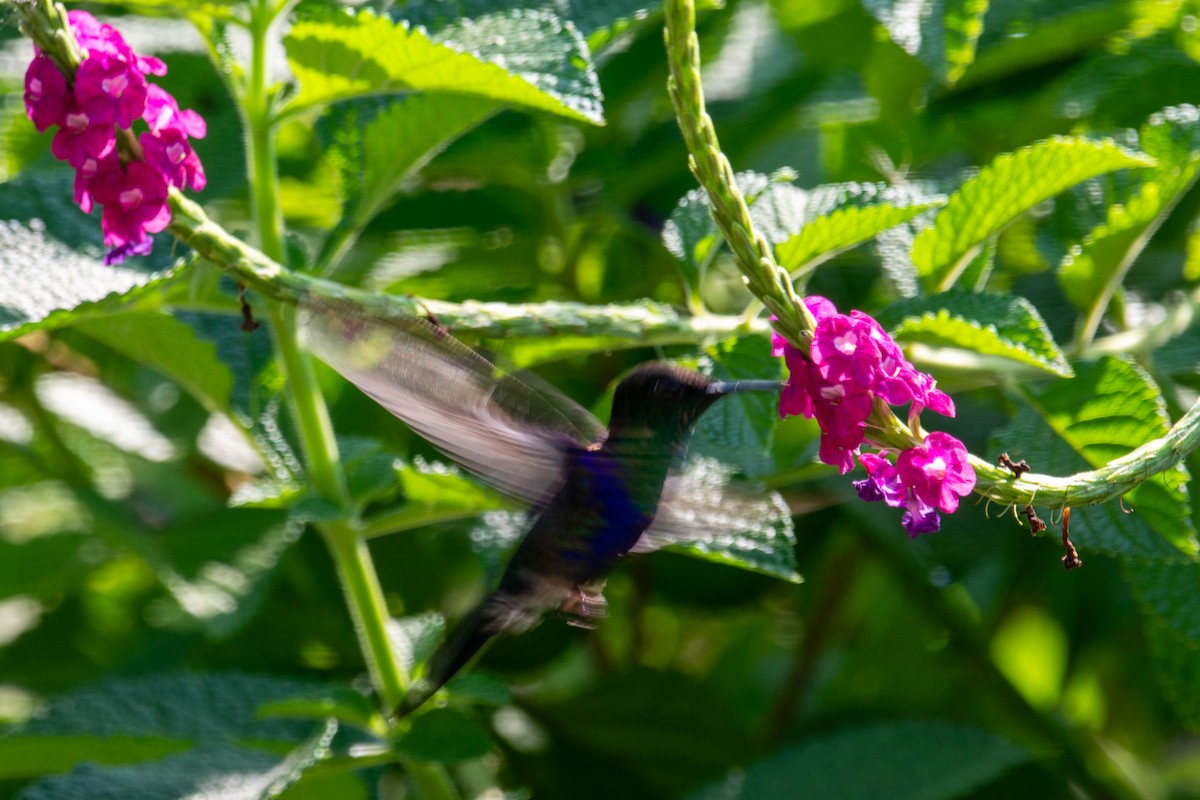 kolibřík vidloocasý - ML616063207