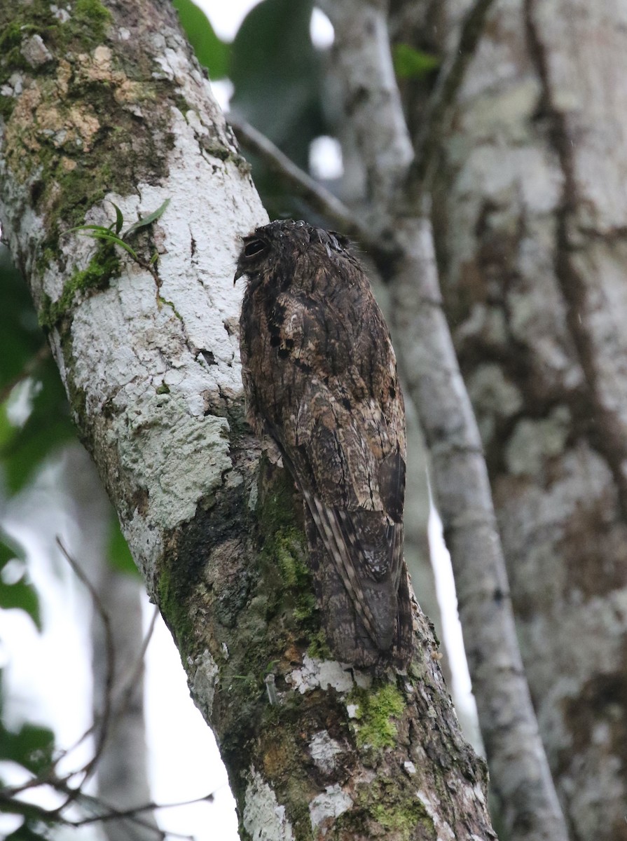 Common Potoo - ML616063210