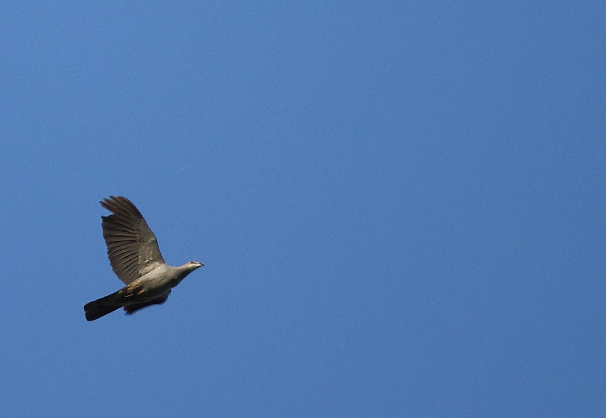 holub světlebřichý - ML616063214