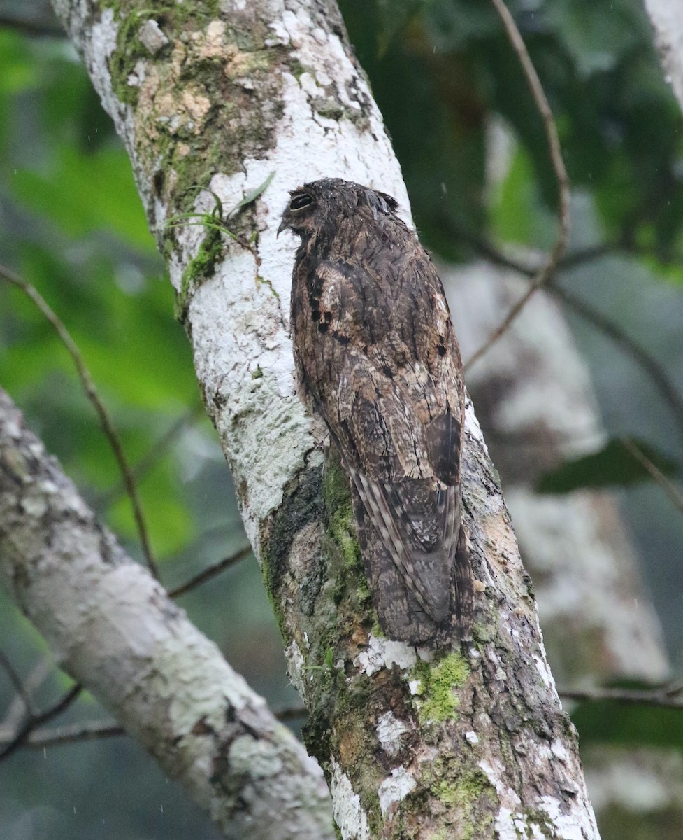 Common Potoo - ML616063232