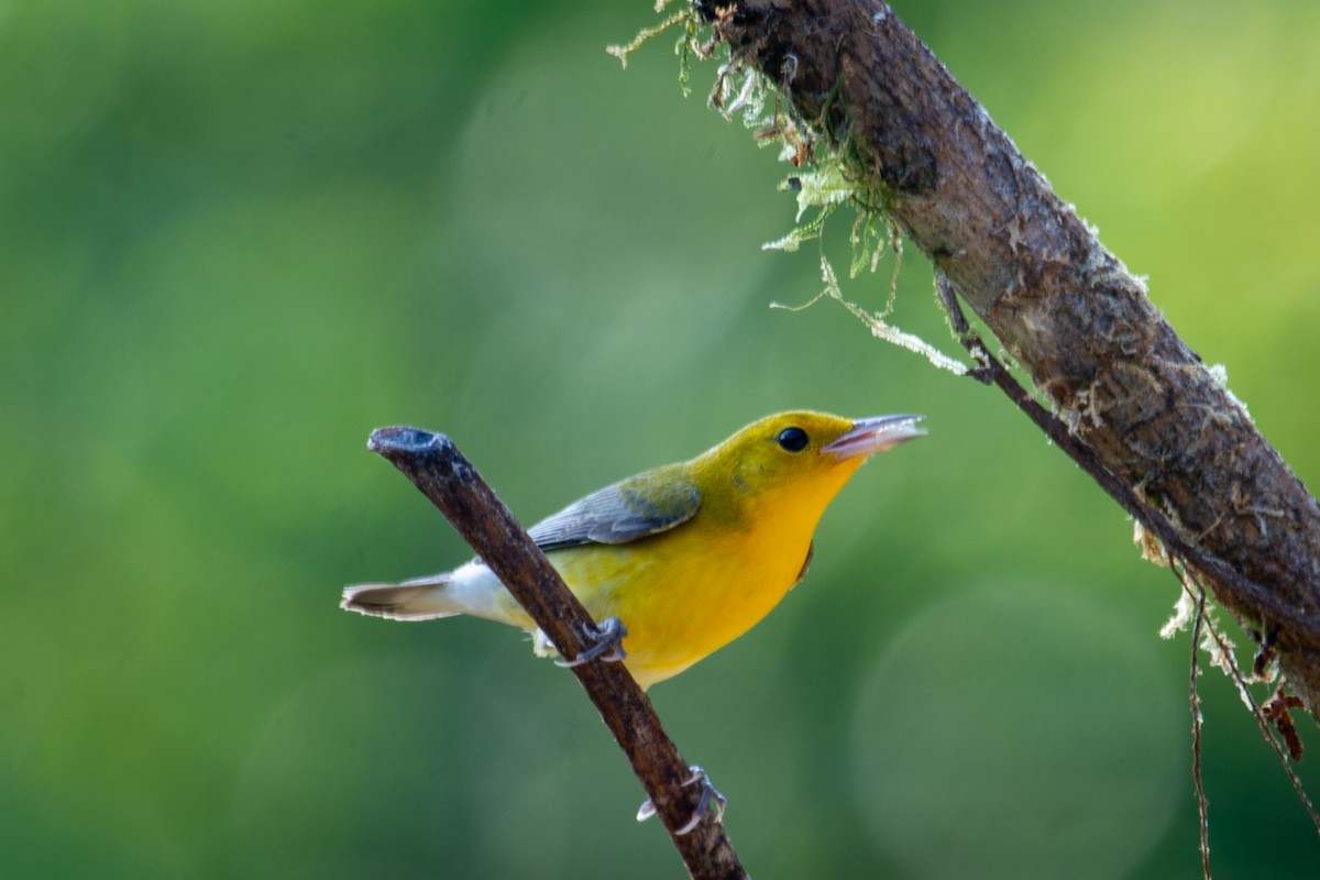 Prothonotary Warbler - Zachary Sutton