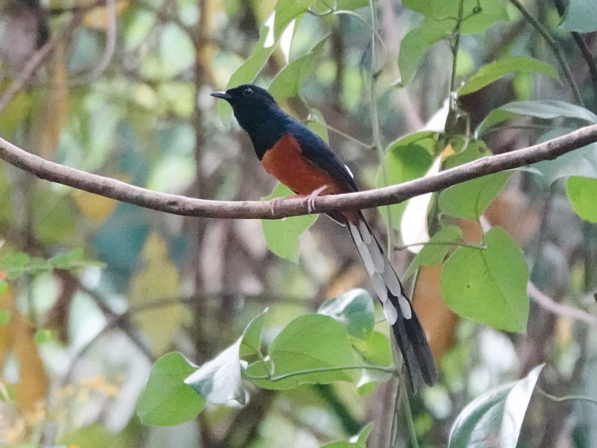 White-rumped Shama (White-rumped) - ML616063284