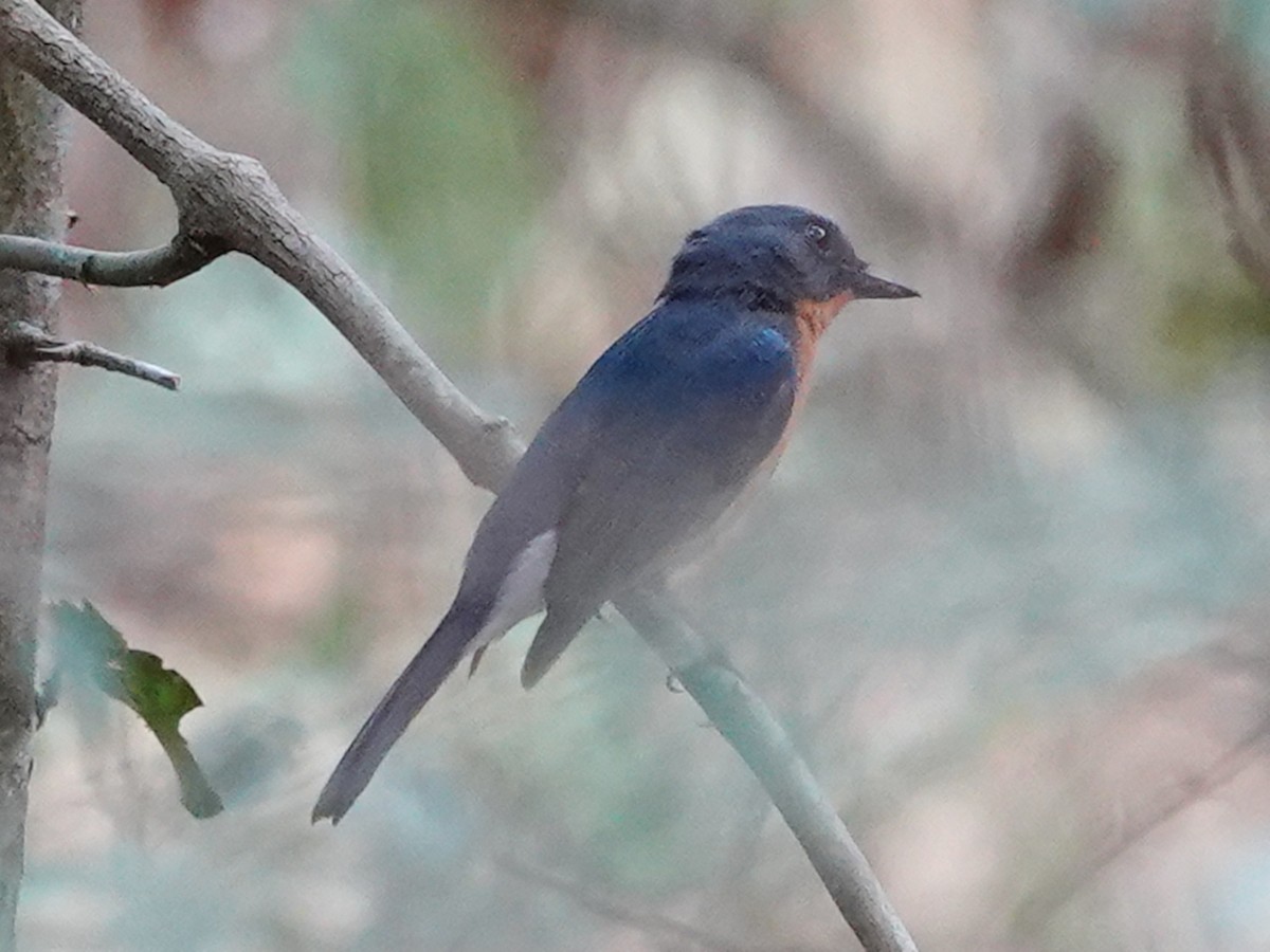Indochinese Blue Flycatcher - ML616063286