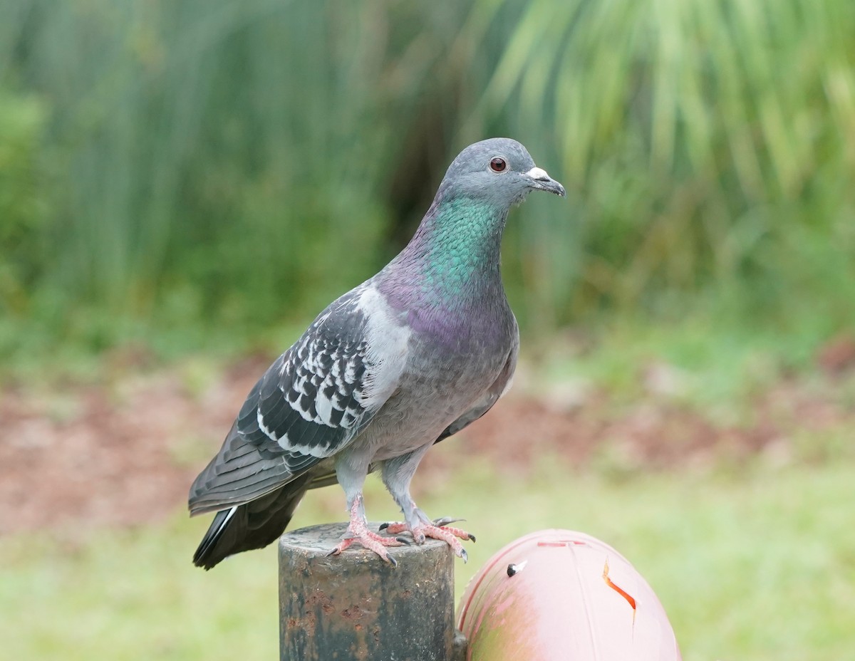 Rock Pigeon (Feral Pigeon) - ML616063331