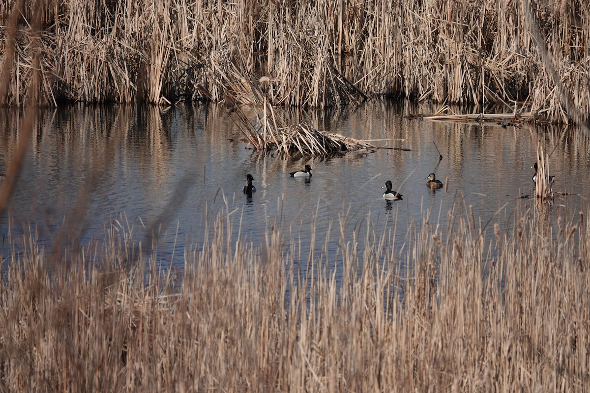 Ring-necked Duck - ML616063343