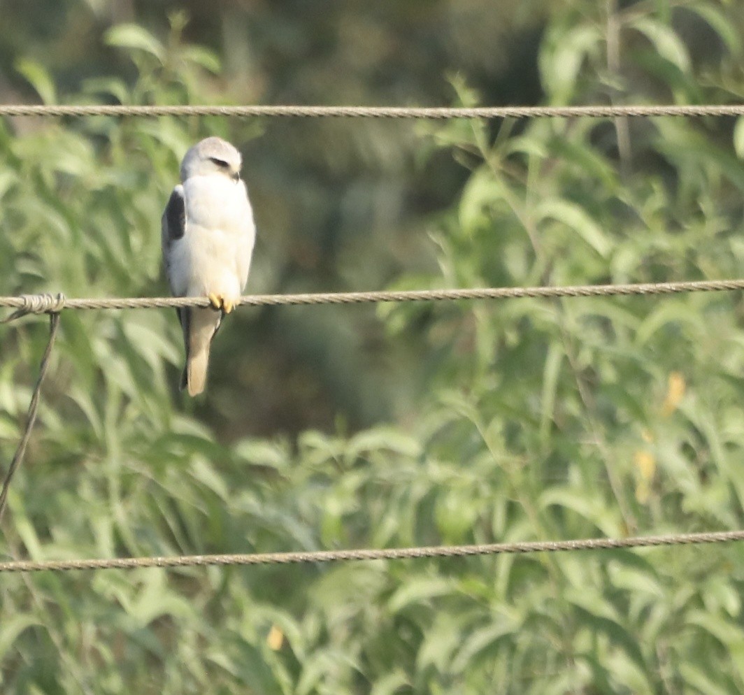 Black-winged Kite - ML616063386