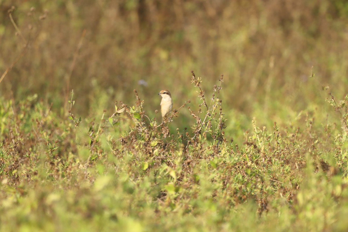 Brown Shrike - ML616063406