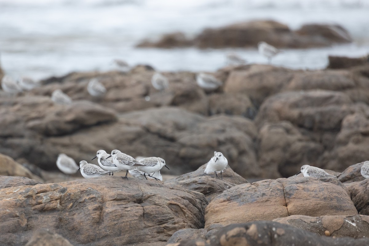 Sanderling - ML616063436