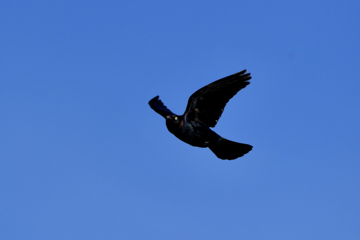 Brewer's Blackbird - Tom Myers